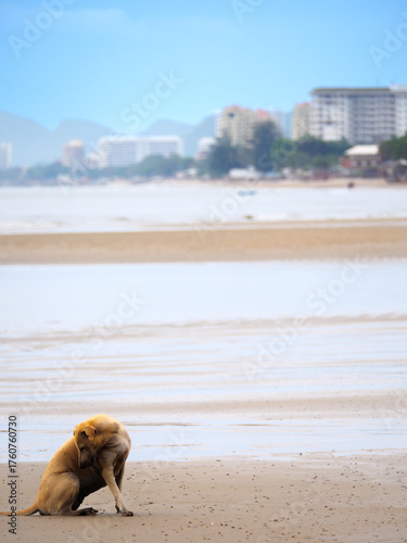 Dog Grooming on a Busy Resort Beach