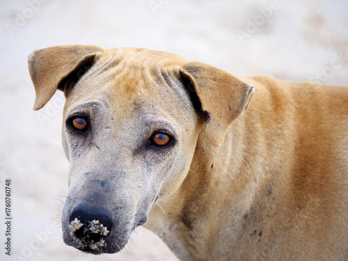 Close-up Portrait of a Loyal Stray Dog