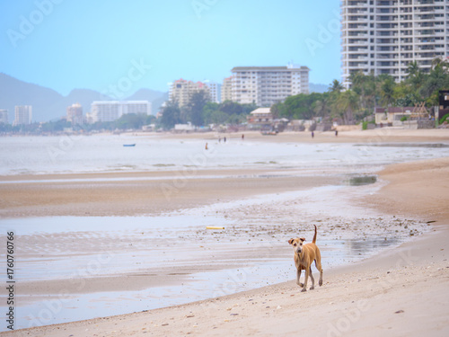 Coastal Dog Walking on the Wide Beach