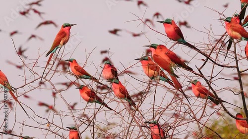 carmine bee-eaters resting on a bush, in the background many flying birds 340