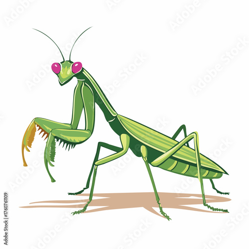  Grüne Gottesanbeterin