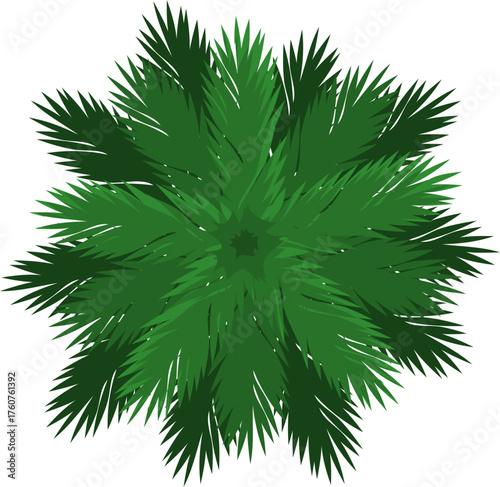 Palm tree top foliage illustration on white
