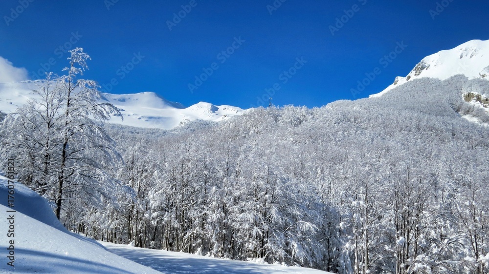 Fototapeta premium snowy meadows and woods climbing from Prato Spilla to Mount Bocco on the Parma Apennines