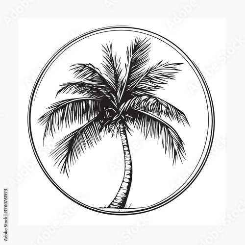 coconut tree vector illustration
