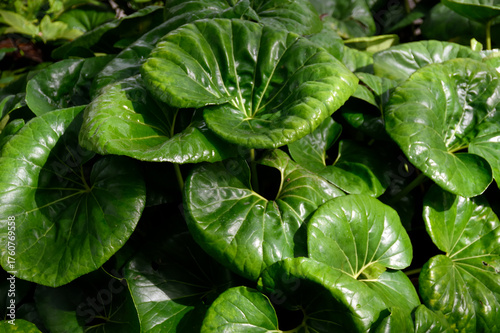 close up of a green plant