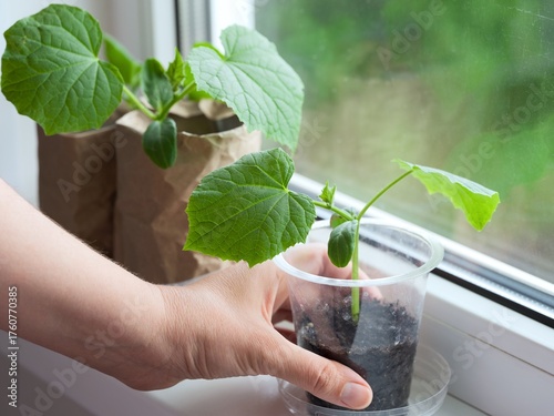 Woman hand holding a cup with cucumber seedling on a windowsill.