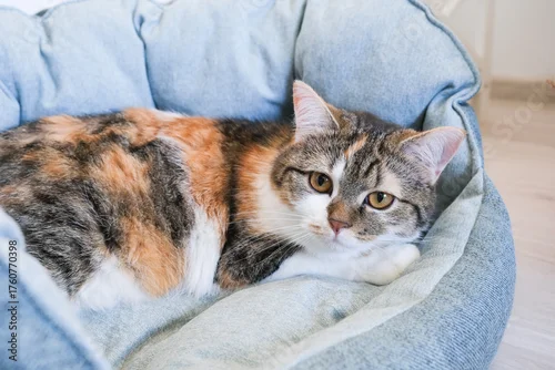 Fototapeta Domestic cat with calico fur resting comfortably in a cozy pet bed, showcasing its relaxed demeanor and soft textures in a serene indoor environment