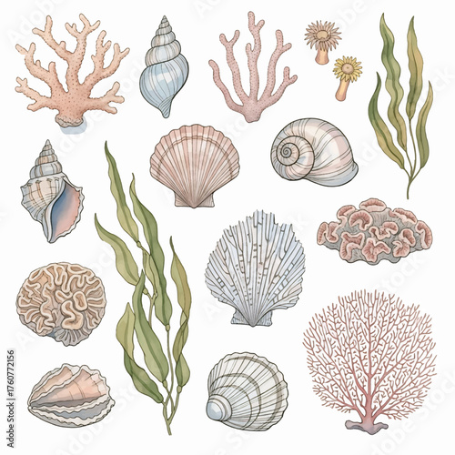 Watercolor Sea Shells and Coral Collection Illustration Set