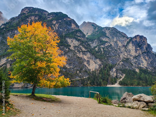 Photos Peaceful and idyllic view of a tree turning into autumn colours