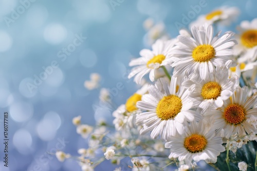 Bright Daisies in a Lively Arrangement Against a Blue Background for Cheerful Decoration