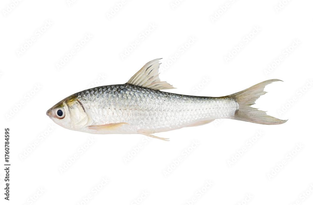 Fototapeta premium Siamese mud carp(Henicorhynchus siamensis) on white background closeup , isolated