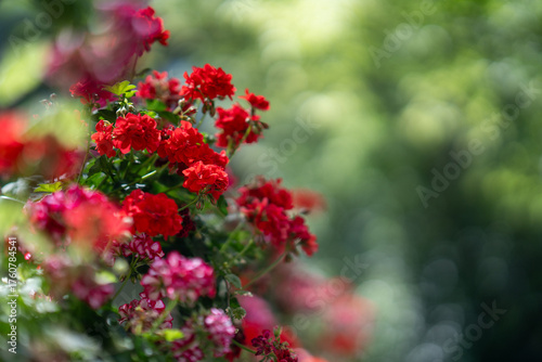 Red Geranium Flowers on Wooden Fence