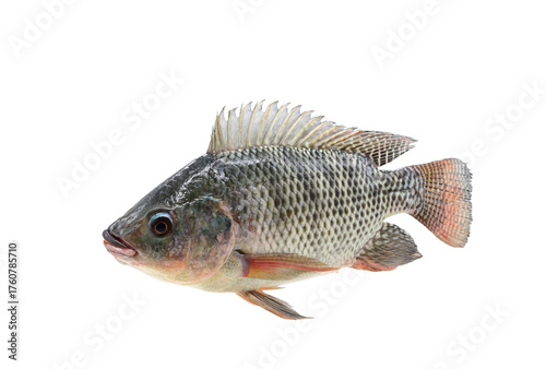 Nile tilapia(Oreochromis niloticus) on white background closeup , isolated