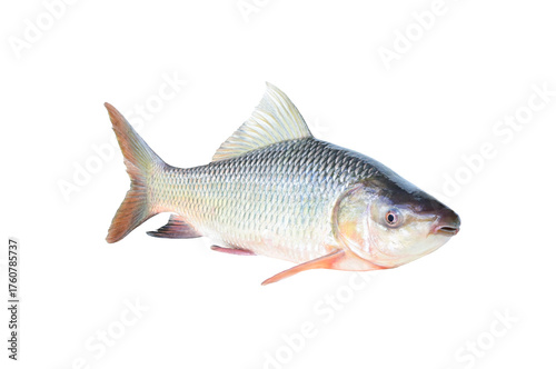Rohu(Labeo rohita) on white background closeup , isolated