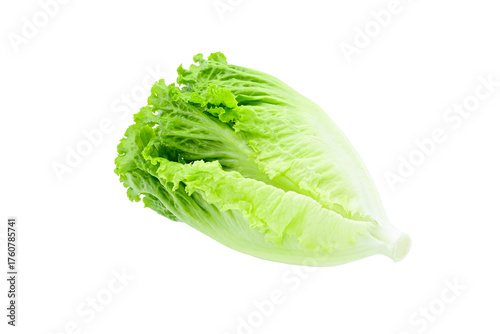 fresh Lettuce on white background closeup,isolated