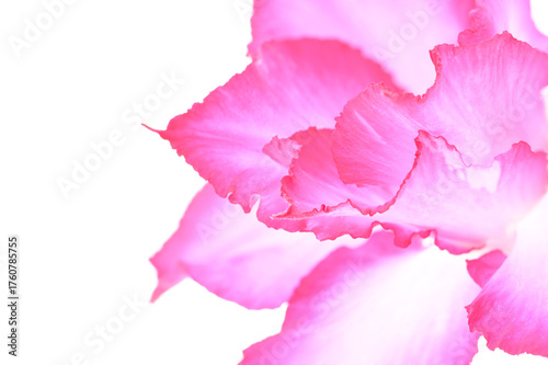 pink blooming Desert Rose ( Adenium obesum ) on white background close up