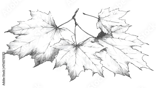 Hand-drawn pencil sketch of autumnal maple leaves on a branch. Detailed botanical illustration, black and white nature art.