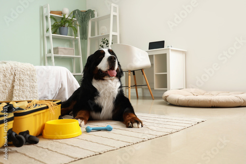 Cute Bernese mountain dog w...