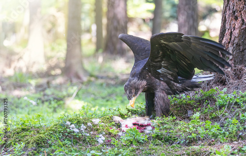 Sea eagle stands with its wings spread over a hare it has caught in the forest. Horizontally. 