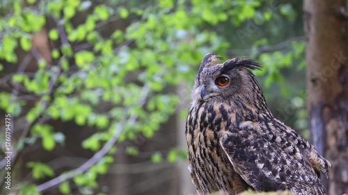 Eurasian eagle owl is posing in the forest. Horizontally. 