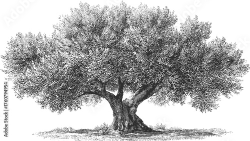 Vintage Pen and Ink Drawing of an Old Olive Tree, Hand-Drawn Botanical Illustration on White Background, Mediterranean Nature