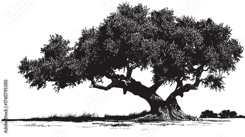Detailed old tree illustration, hand-drawn vector in black and white. Majestic wide-crowned ancient deciduous tree, symbolizing strength, growth, nature.