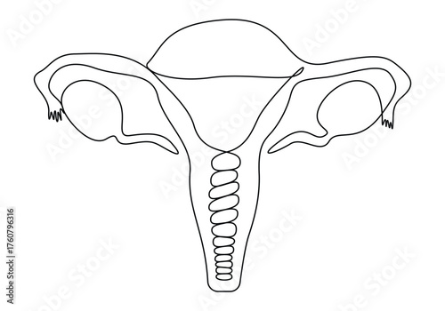 Single line art drawing of female reproductive uterus and women day 