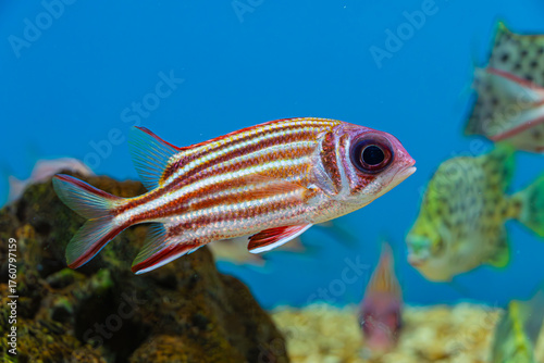 Obraz na plátně Red Squirrelfish/Redcoat (Sargocentron rubrum), a nocturnal fish with a venomous