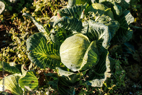Foto A tight green cabbage sits among broad veined leaves with nibbled holes
