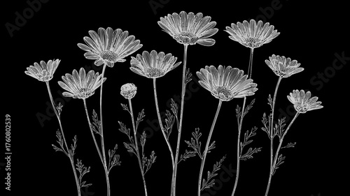 Ethereal Grayscale Daisy Flowers on Black, Delicate Botanical Transparency, Monochrome Floral Arrangement, Abstract Nature Art