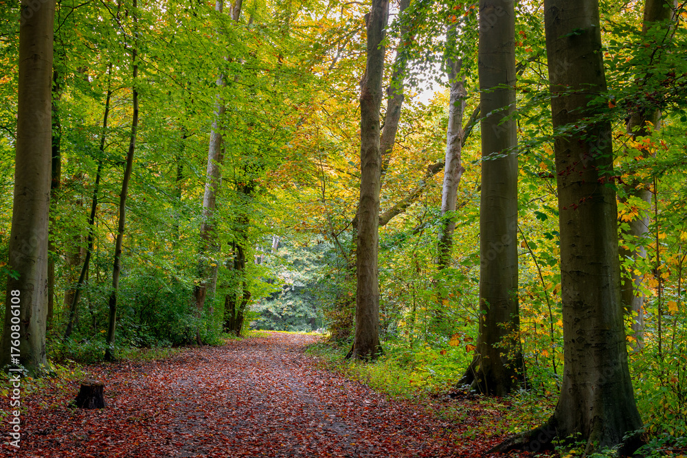 Obraz premium Autumn landscape with view of nature gravel, Colourful yellow orange and green leaves on tree and trunks, Amsterdamse Bos (Forest) Park in the municipalities of Amstelveen and Amsterdam, Netherlands.