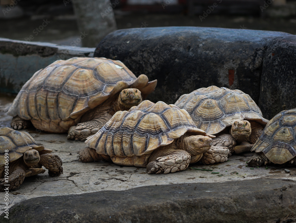 Obraz premium Group of African Spurred Tortoises Resting Together on the Ground