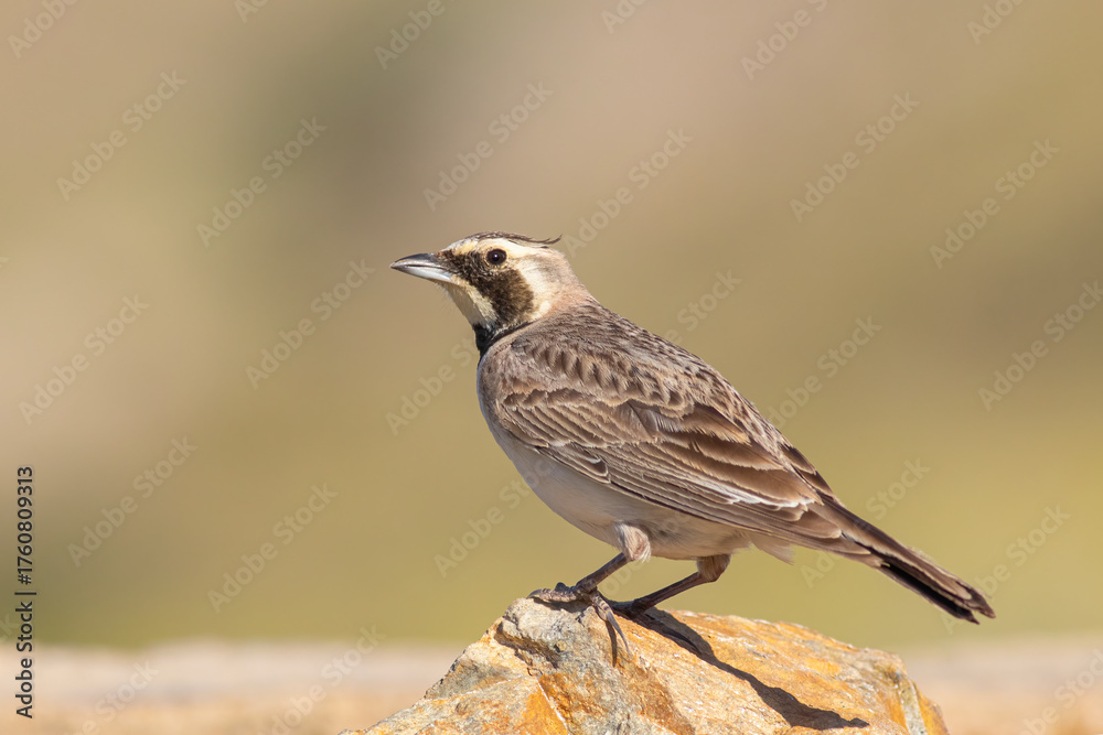 Fototapeta premium Horned Lark standing on stone