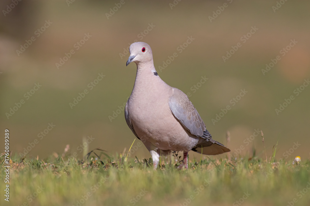 Fototapeta premium Eurasian Collared Dove wandering over the meadow