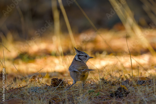 Foto Aves de Cercedilla en un bosque en la Sierra de Guadarrama