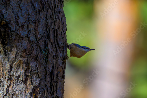 Aves de Cercedilla en un bosque en la Sierra de Guadarrama
