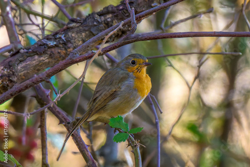 Aves de Cercedilla en un bosque en la Sierra de Guadarrama