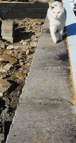 Kot spaceruje po murowanej ścianie z widoczną izolacją. Zbliżenie pokazuje fakturę ściany i panele termoizolacyjne.