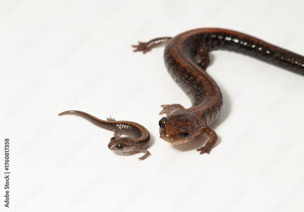 Obraz premium Comparison of the size of a hatchling versus an adult of the eastern redback salamander (Plethodon cinereus). This amphibian is native to eastern North America.