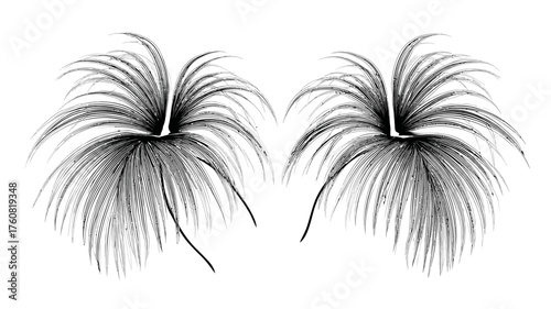 Elegant abstract feather-like design element illustration with delicate fine lines, wispy symmetrical graphic in black and white