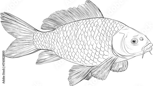 Detailed line art illustration of a freshwater fish, black and white hand-drawn style outline, aquatic animal for coloring books, education, design projects