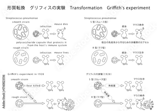 形質転換 Transformation
