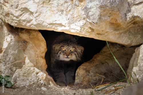A close up shot of a Pallas Cat in it's den, looking straight ahead.