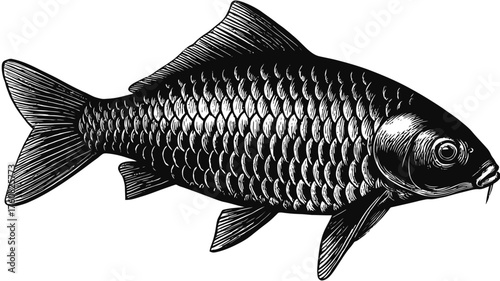 Detailed vintage engraving of a freshwater carp fish. Black and white illustration of an aquatic animal, retro hand-drawn style.