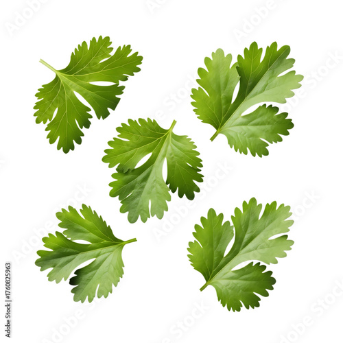 Five vibrant green cilantro leaves, with serrated edges arranged in a scattered pattern, cutout, PNG isolated on white or transparent background