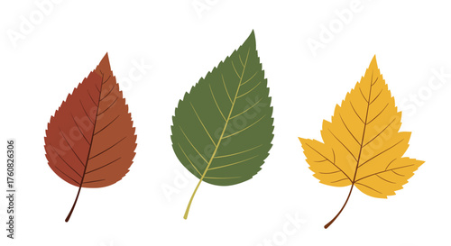 Three different colored autumn leaves showing their veins.