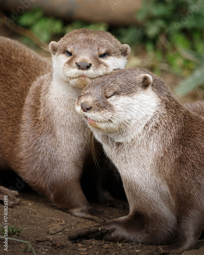 A pair of Asian small-clawed otters nuzzling up against each other.
