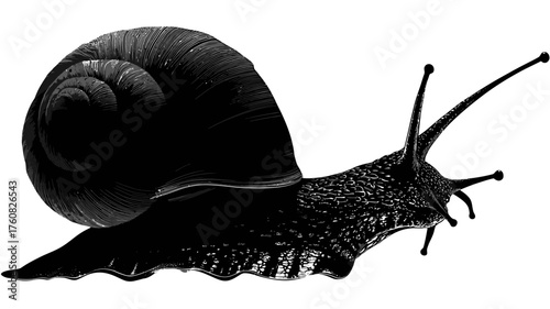 Detailed black garden snail crawling on white background, side view, monochrome gastropod mollusk with intricate spiral shell