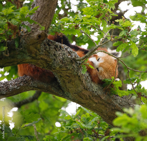 A Red panda curled up sleeping in a tree