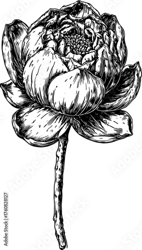 Black and white outline drawing of a lotus flower. Vintage line engraving illustration in vector format, perfect for botanical designs.
